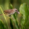 Bulbul zlutority - Pycnonotus goiavier - Yellow-vented Bulbul o9529